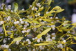 Foto: Weißbeerige Mistel (Viscum album) Weißbeerige Mistel (Viscum album)