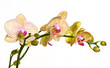 Beautiful yellow and pink orchid isolated on white Beautiful yellow and pink orchid isolated on white