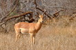 beautiful male of impala antelope,Kruger NP,South Africa beautiful male of impala antelope,Kruger NP,South Africa