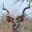 Photo en ligne au meilleur prix kudu antelope in Kruger national park,S. Africa