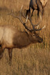 bull elk
