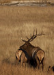 Bull elk with cow