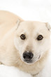 A white puppy staring at the photographer.