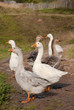gooses2
