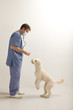 Veterinario visita un cane cucciolo