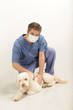 Veterinario visita un cane cucciolo