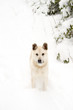 A white puppy staring at the photographer.