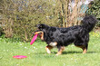 Mischling apportiert