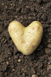 Photo: heart shaped potato heart shaped potato