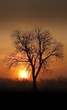 Morning rays of sun with silhouette tree shape Morning rays of sun with silhouette tree shape