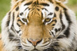 Siberian Tiger Siberian Tiger