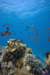 Korallenriff mit tropischen Fischen Korallenriff mit tropischen Fischen