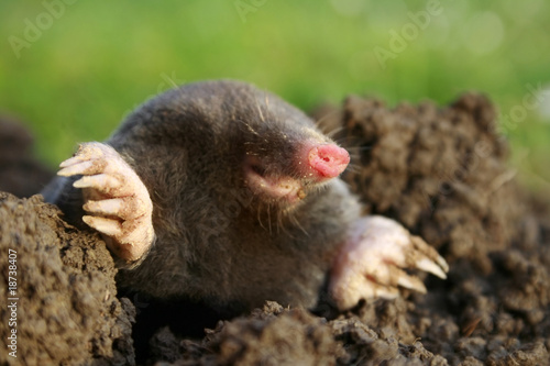 Photo: mole mole