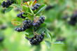 Aroniabeeren