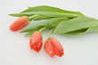 Tulips on snow