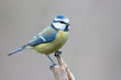 Blaumeise