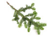 Pine fur tree branch Pine fur tree branch