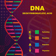 Structure of Deoxyribonucleic Acid (DNA)