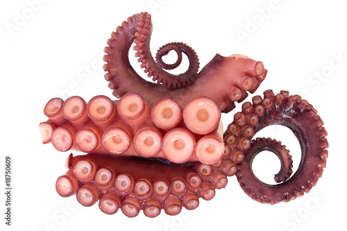 Photo: tentacles of octopus tentacles of octopus