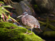 Vogel - Nun steh ich hier und warte Vogel - Nun steh ich hier und warte