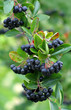 Aroniabeeren