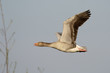 Graugans im Flug