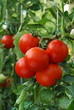 tomato tomato