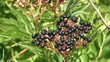 Elderberry in the wind