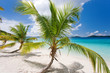 tropical palm tree beach