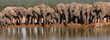 Elephant herd panorama.