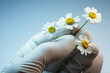 Camomile