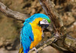 Yellow and blue Ara on the tree