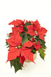 Weihnachtsstern 3