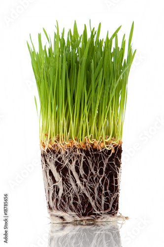 Photo: Wheatgrass Wheatgrass