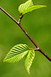 Green spring leaves Green spring leaves