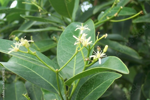 Photo: 植物 植物