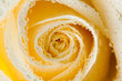 Photo: Glow inside the white roses. Macro. Glow inside the white roses. Macro.