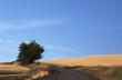 Road, Tree, and Blue Sky