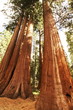 Sequoia
