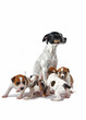 femelle jack russel terrier et ses chiots femelle jack russel terrier et ses chiots