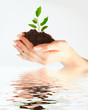 Plant in two hands Plant in two hands