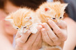 Photo: Two kittens in hands Two kittens in hands