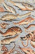 Fische, Scuola Mosaicisti Spilimbergo, Italia Fische, Scuola Mosaicisti Spilimbergo, Italia