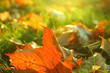 Herbstfrisch