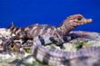 Crocodile