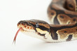 königspython  python  regius