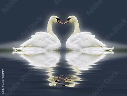 Swan heart montage