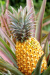 Plant d'ananas Plant d'ananas