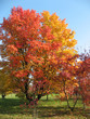 Baum im Herbst Baum im Herbst