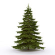 firtree3